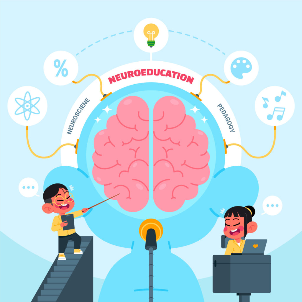Brain development